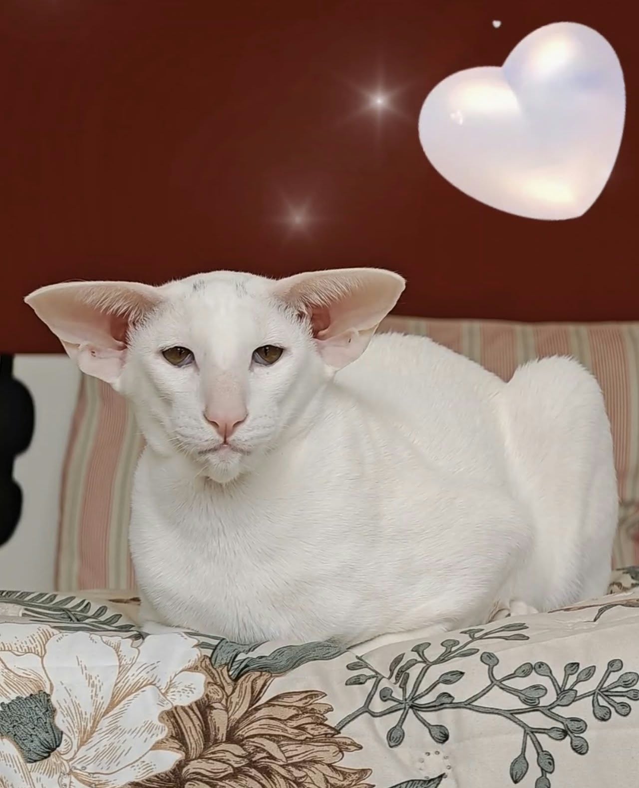 Diva Noire Oriental and Siamese Cats