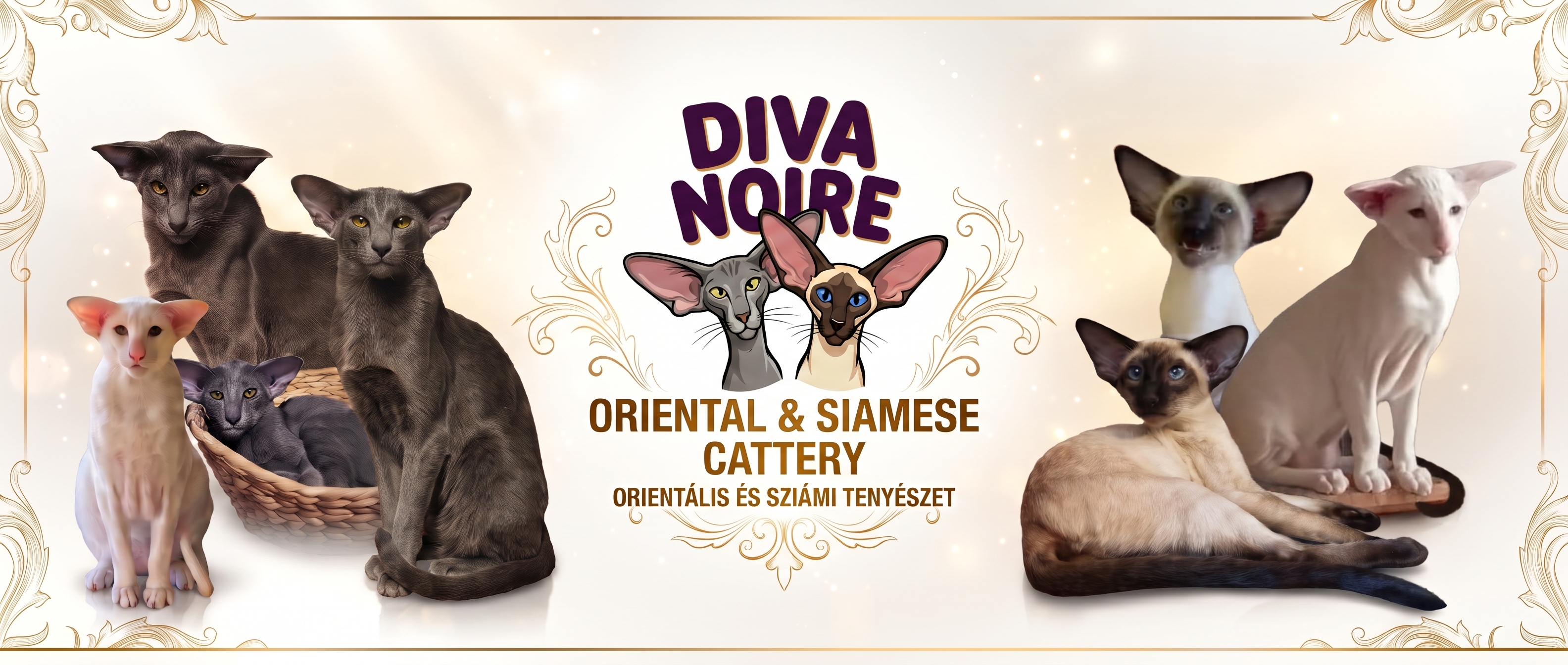 D�va Noire Oriental & Siamese Cattery Banner